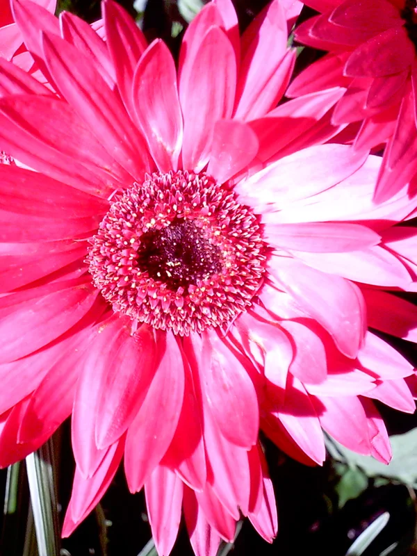 Pink_SanAntFlower_CloseUp_web.jpg