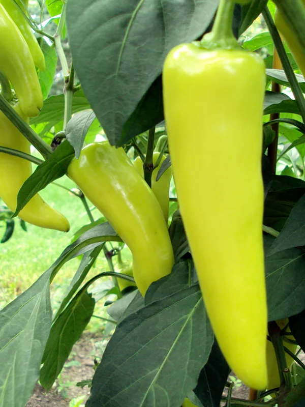 PepperPlant_Yell_Wax_web.jpg
