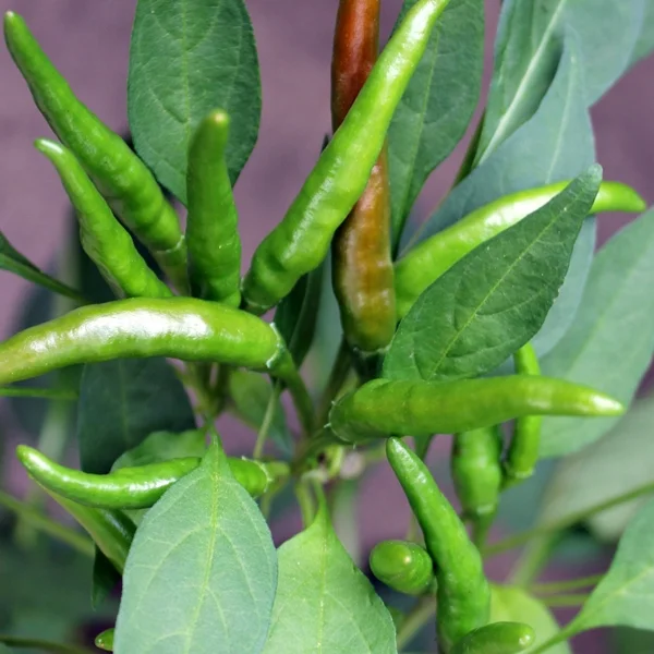 Pepper_plant_Thia_Hot_web.jpg