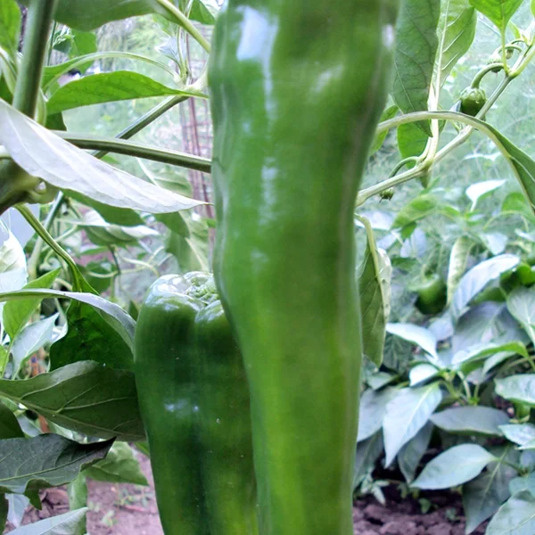 Pepper_Green_medHot_web.jpg