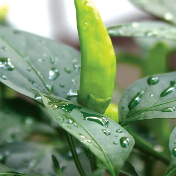 Pepper_Hot_SinglePlt_CloseUp_web.jpg