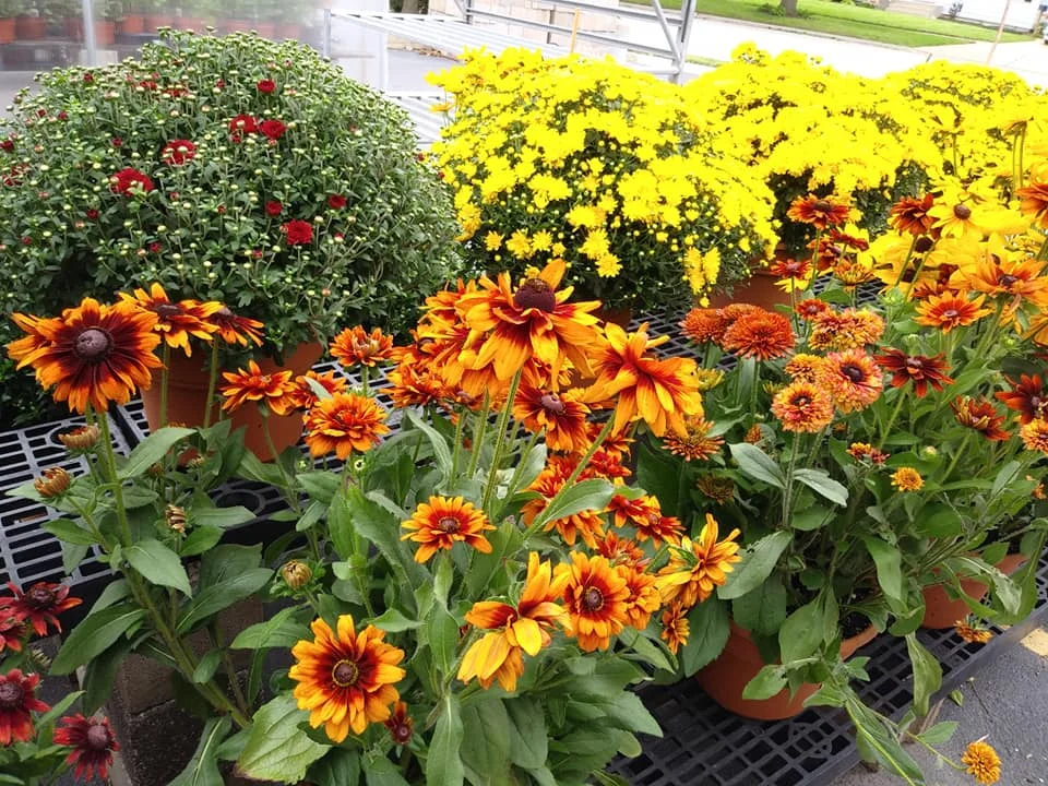 Flowers1.jpg