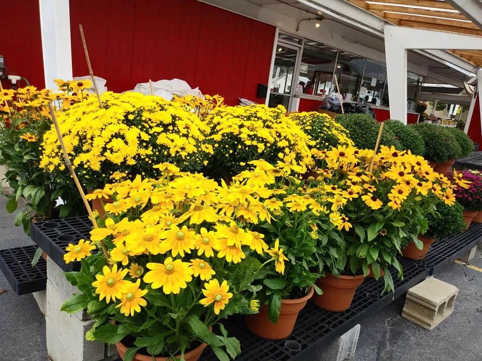Flowers3.jpg