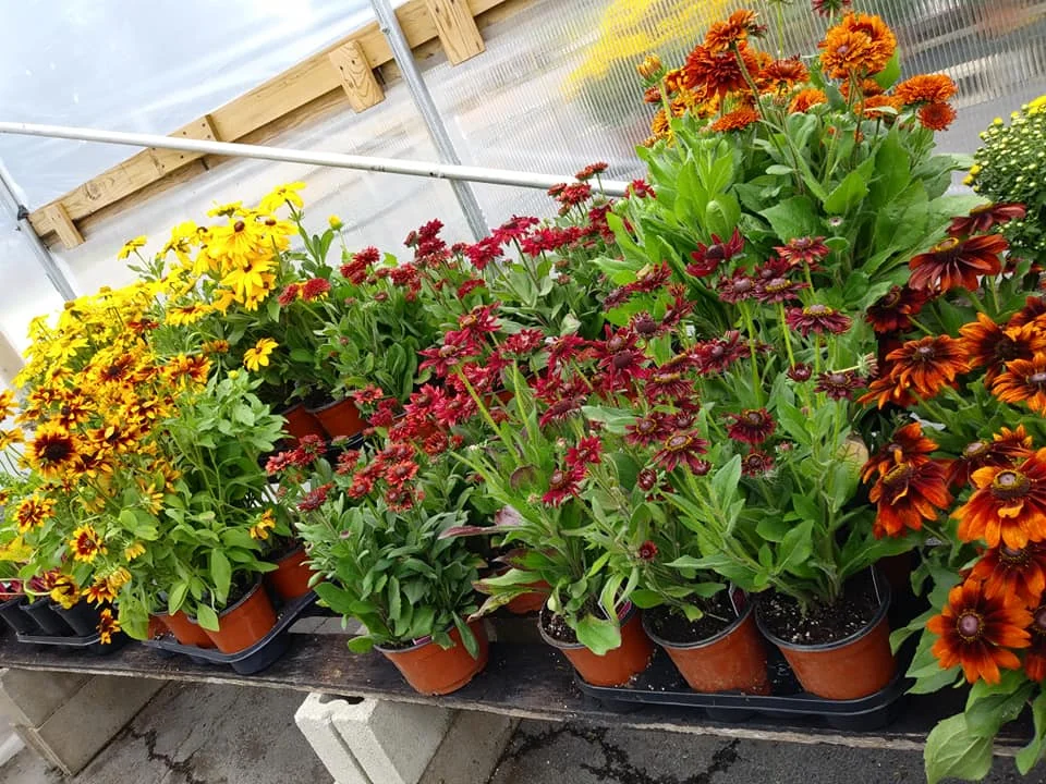 Flowers4.jpg