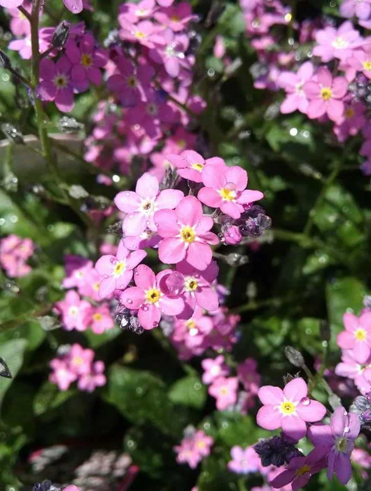 Flowers5.jpg
