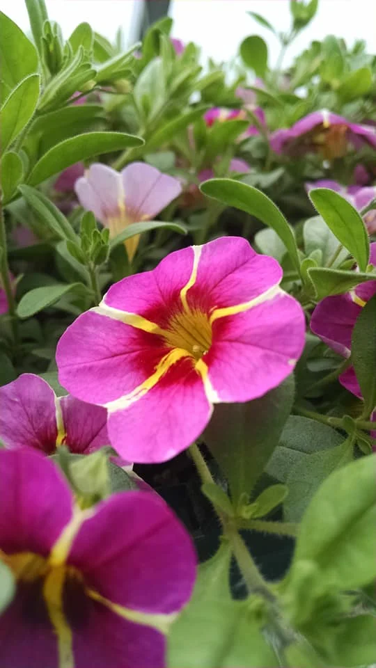 Flowers13.jpg