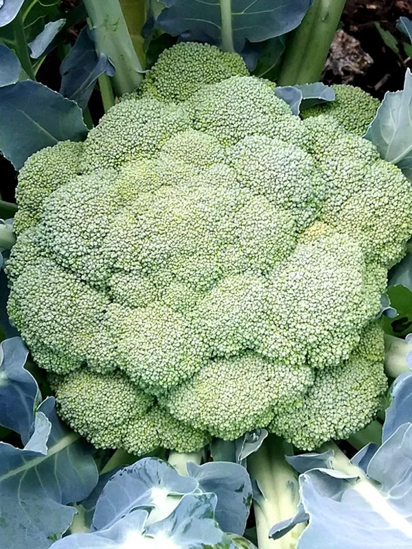 Broccoli