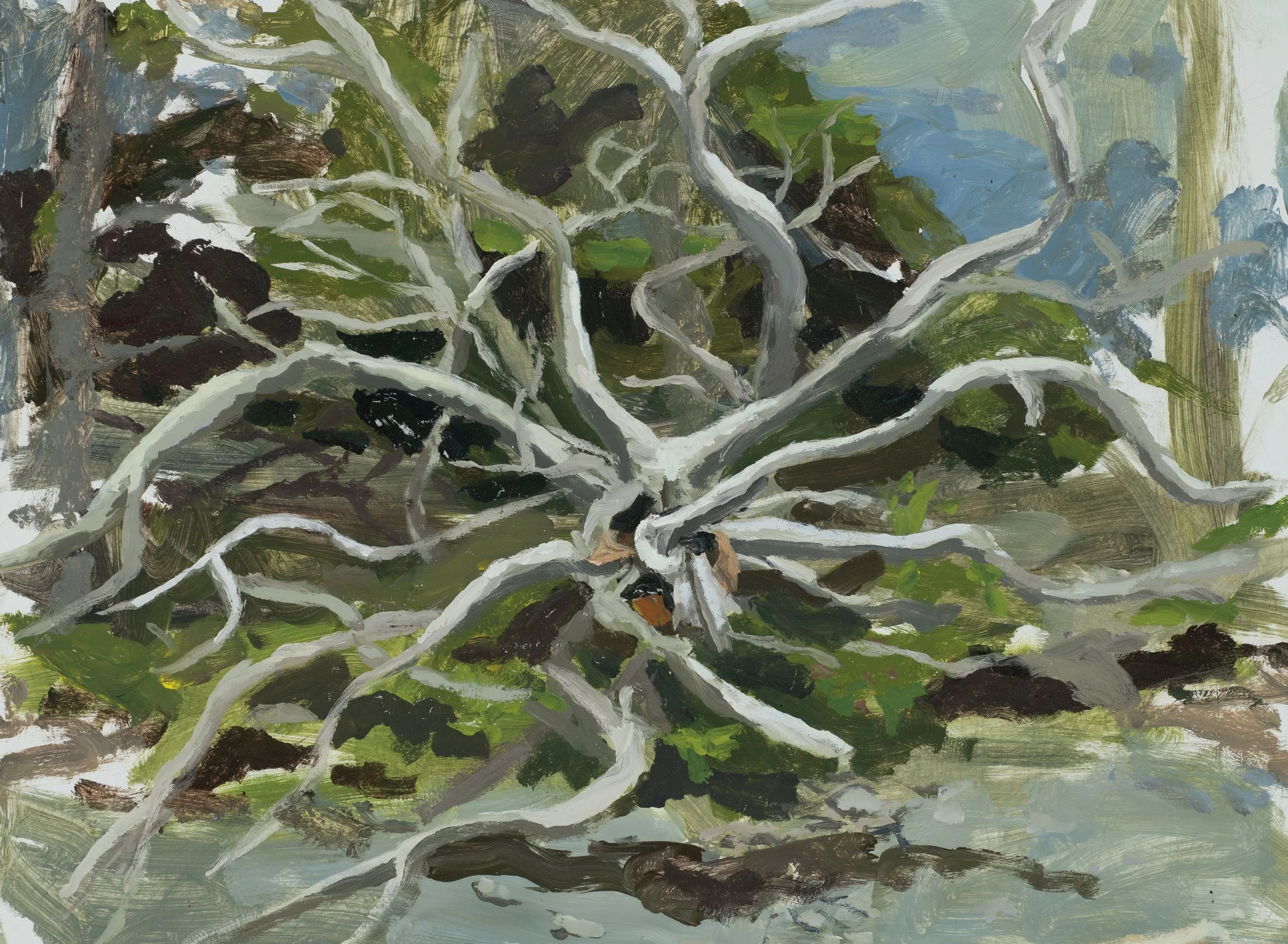 Spidertree.jpg
