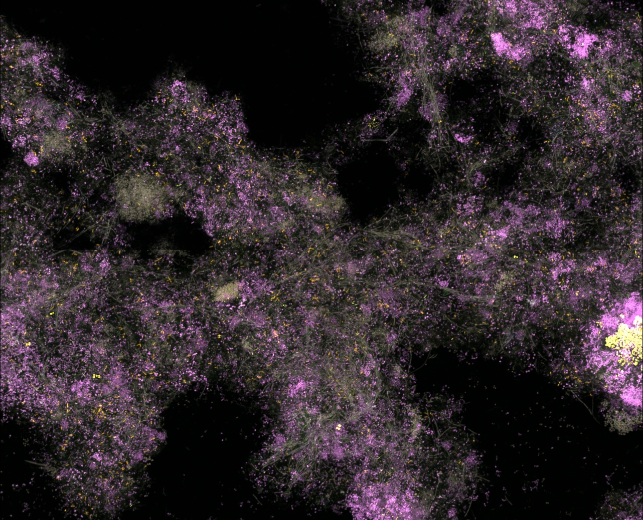 microcosm.jpeg