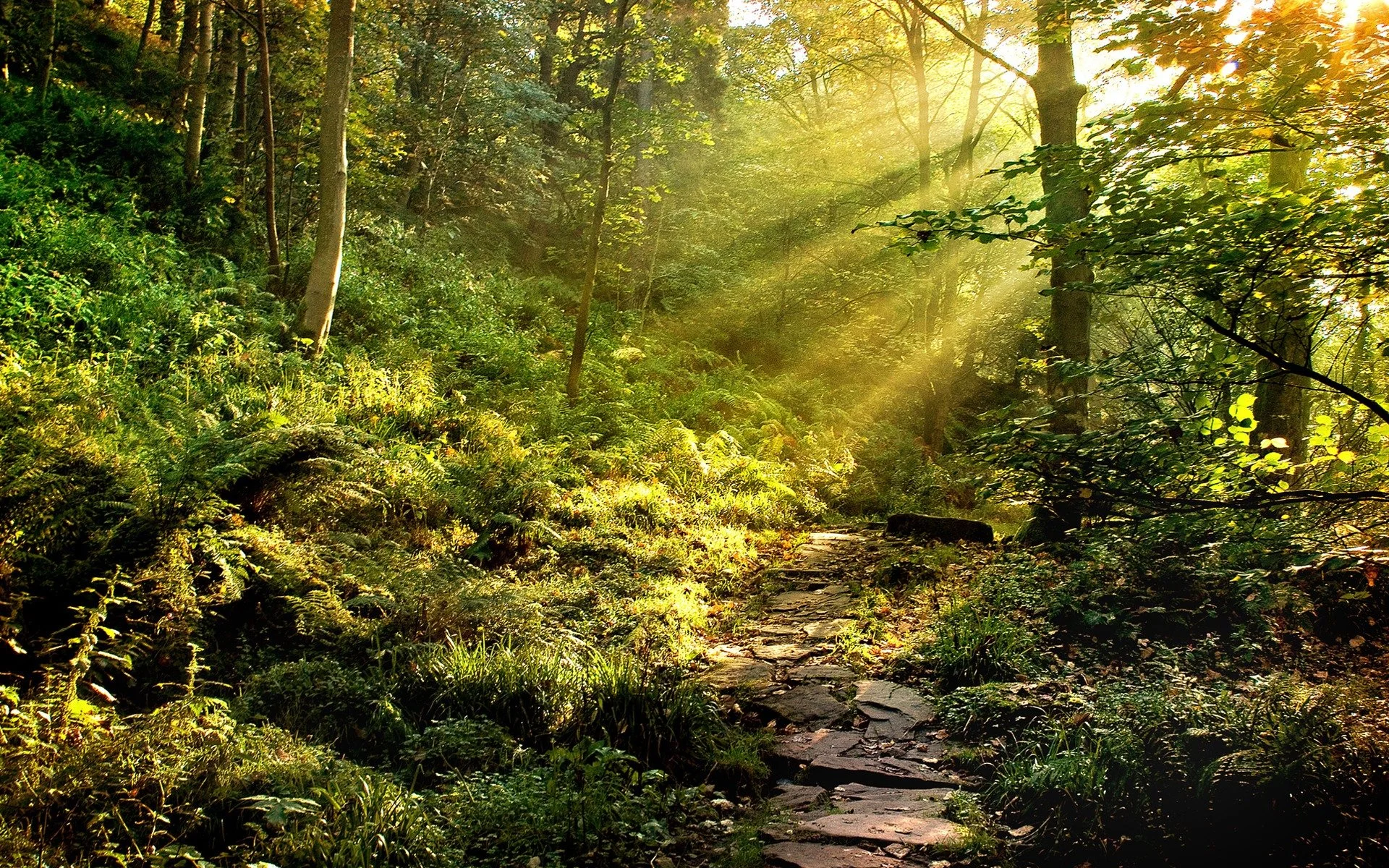 6063341-forest-wallpaper.jpg