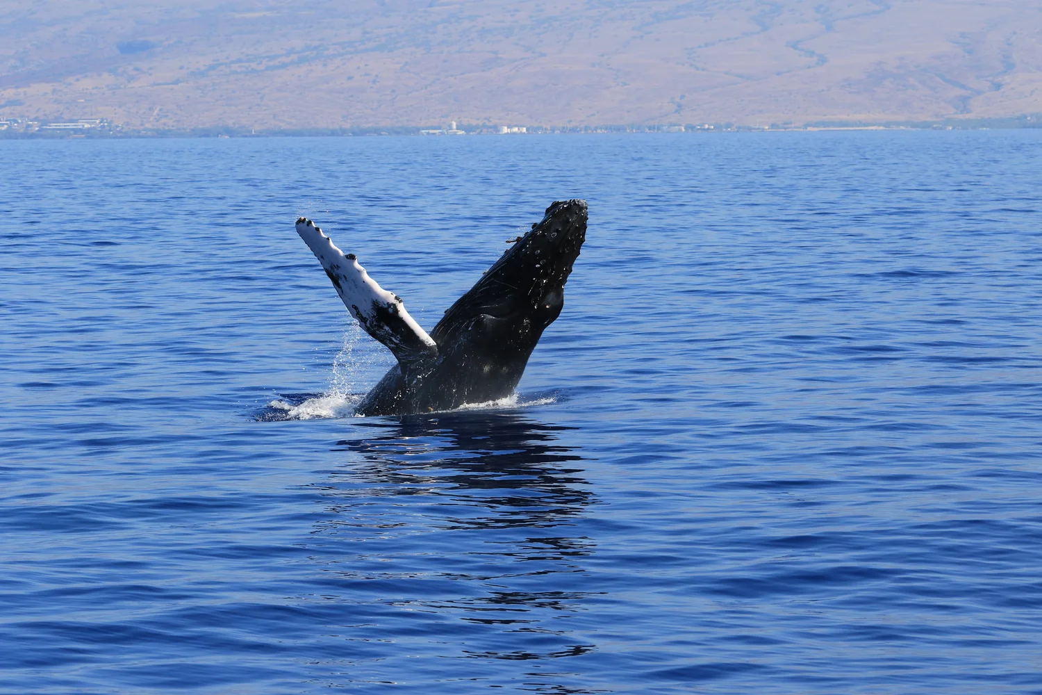 Whale Song Archive - Hawaii — Jupiter Research Foundation