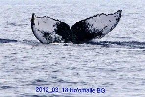 Humpback whale fluke ID taken during donation whale watch