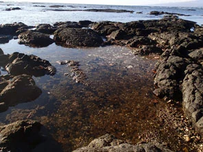 WP008: Beach in front of Puako 132-138, extremely high concentration of algae in water with a very foul smell, possibly from decaying algae washed up on beach