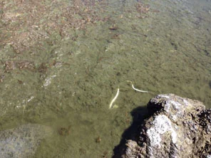 Unidentified white worms in algae (photo by Beth Goodwin)