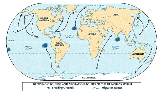 Global estimate: ±57,000 Southern Hemisphere: ±25,000 Northern Hemisphere: ±20,000 North Atlantic: ±11,500