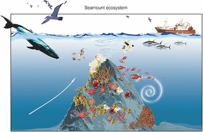 Image 3. This image is a schematic drawing from Aliza Vinzant , illustrating a seamount ecosystem. The upward arrow on the left side represents the upwelling current, the whirlpool on the right side illustrates the eddy.