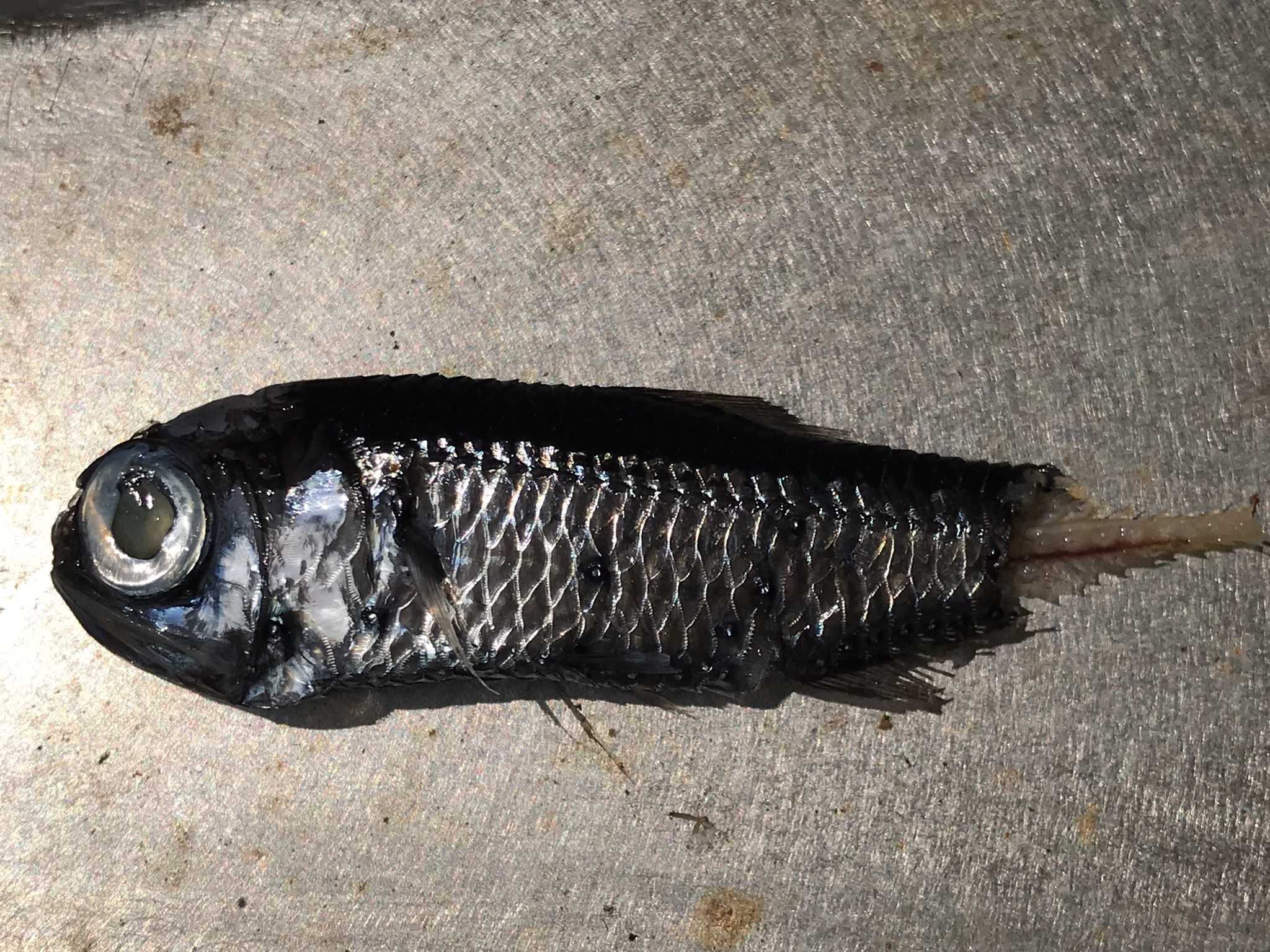   A possible juvenile in the squirrelfish family: Holocentridae.  