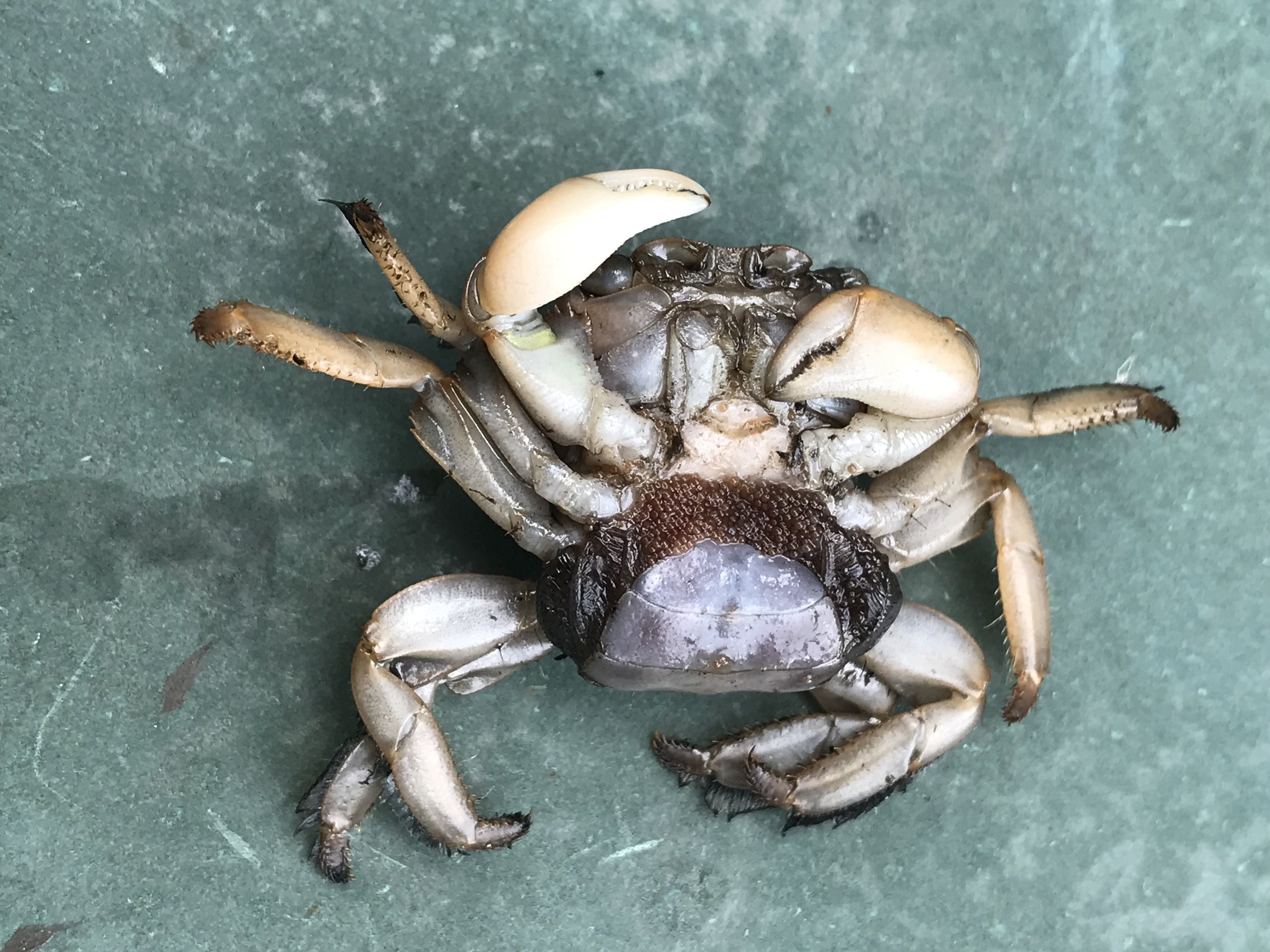   We found multiple crab, this particular female crab is carrying eggs.  