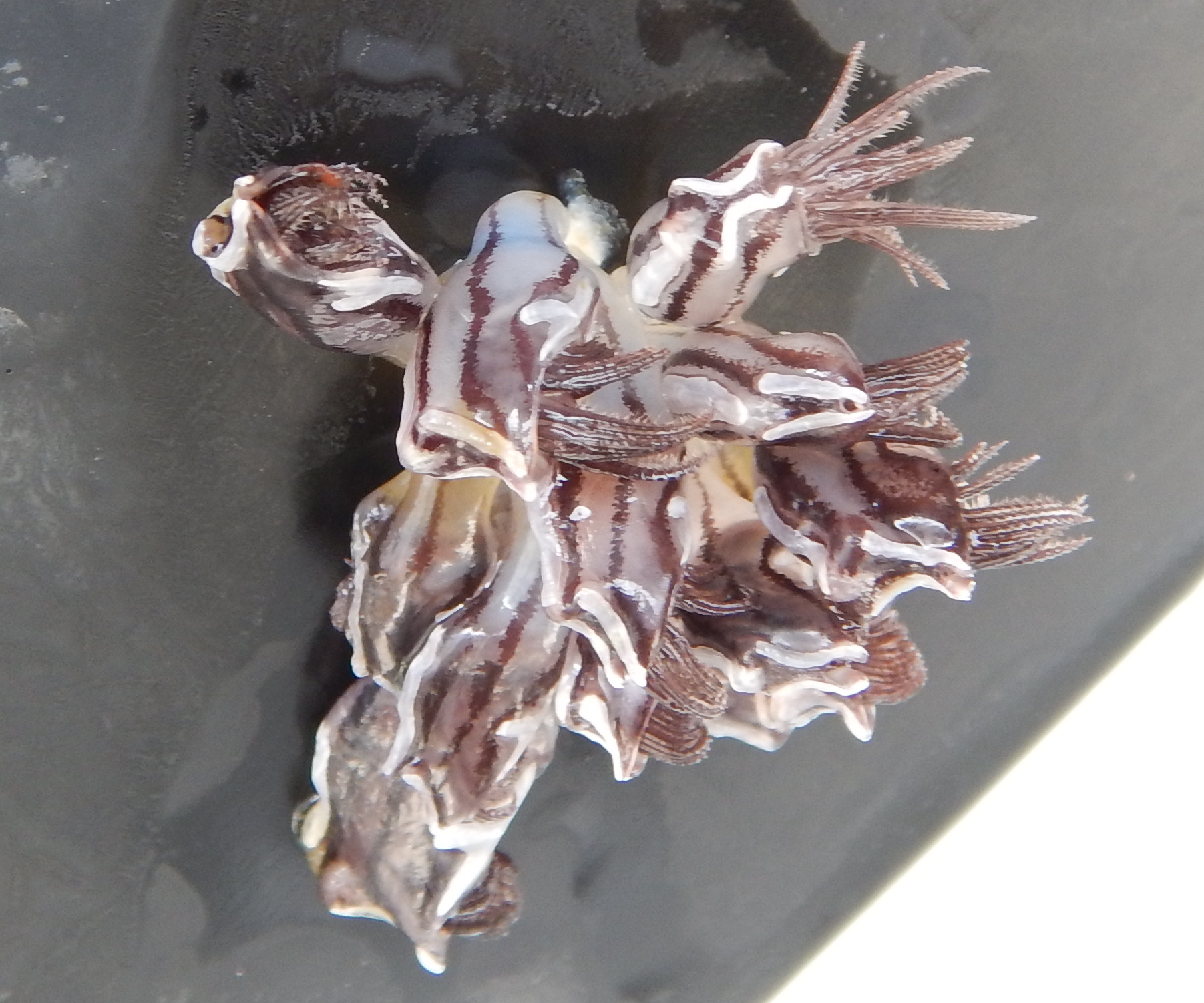  A striped gooseneck barnacle on the float (Conchederma Virgatum).    