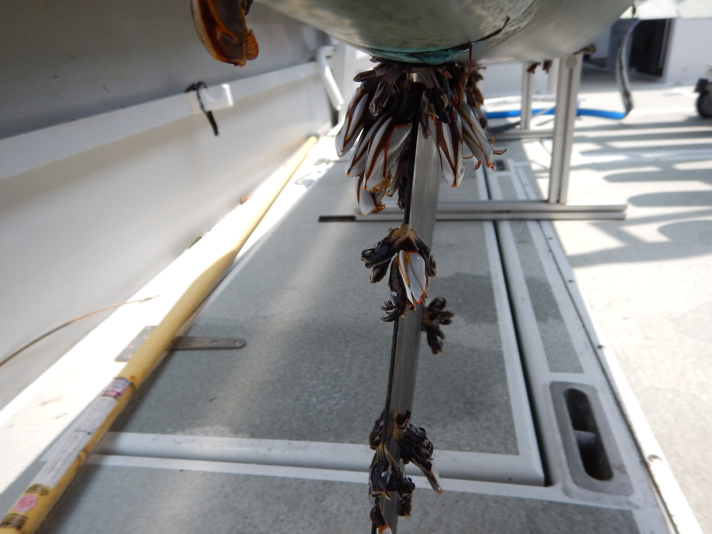  Goose neck Barnacles on the float’s rudder. 