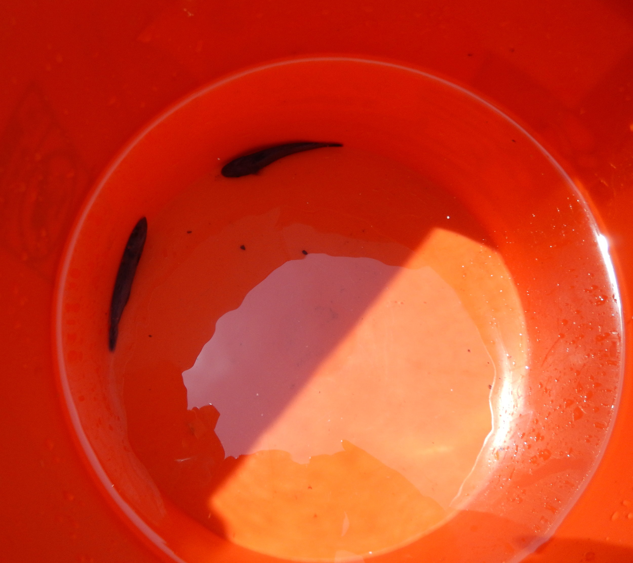  Little Remora fish that hitched a ride (we dumped them back in the ocean). 