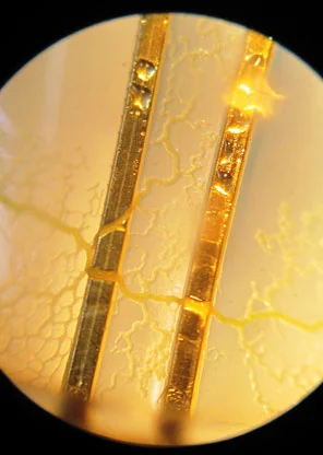 Slime Mold making contact with probes