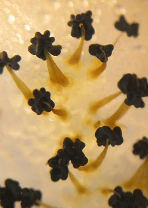 Slime mold spores