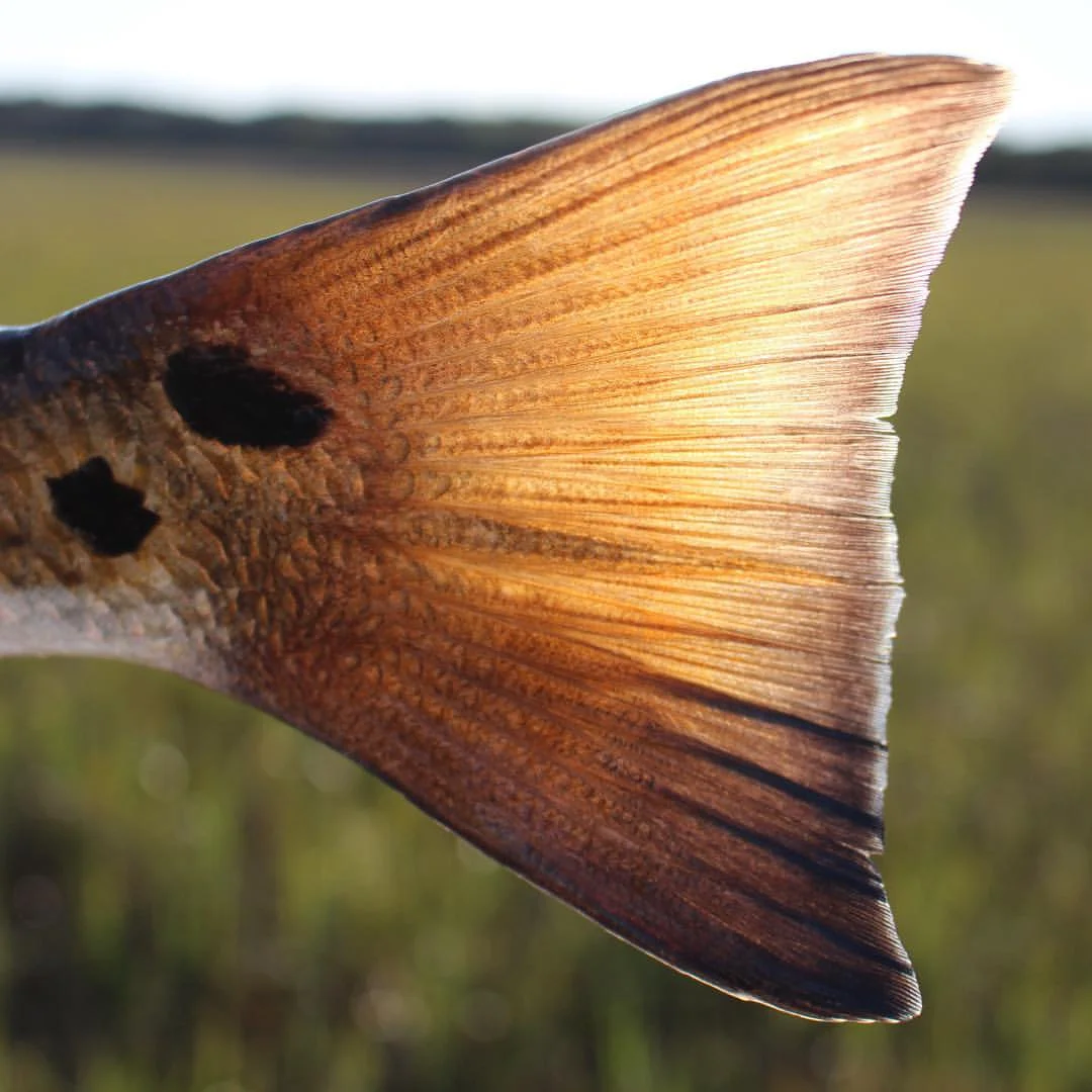 Redfish Tail.jpg