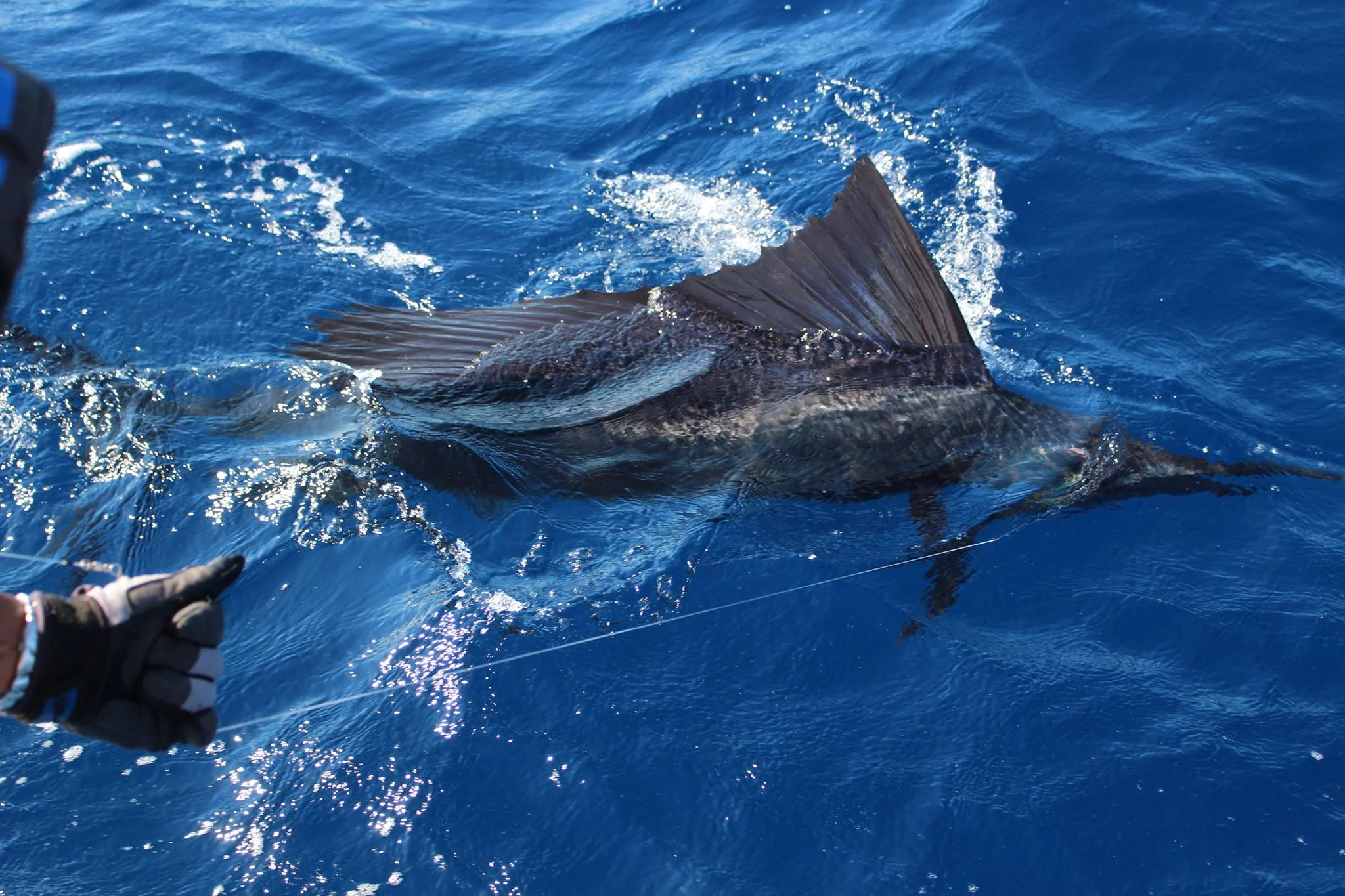 Sailfish in Water.jpg