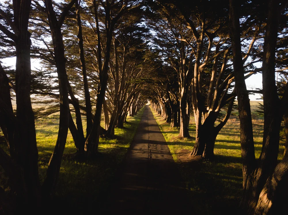CYPRESS_LOW REZ.jpg