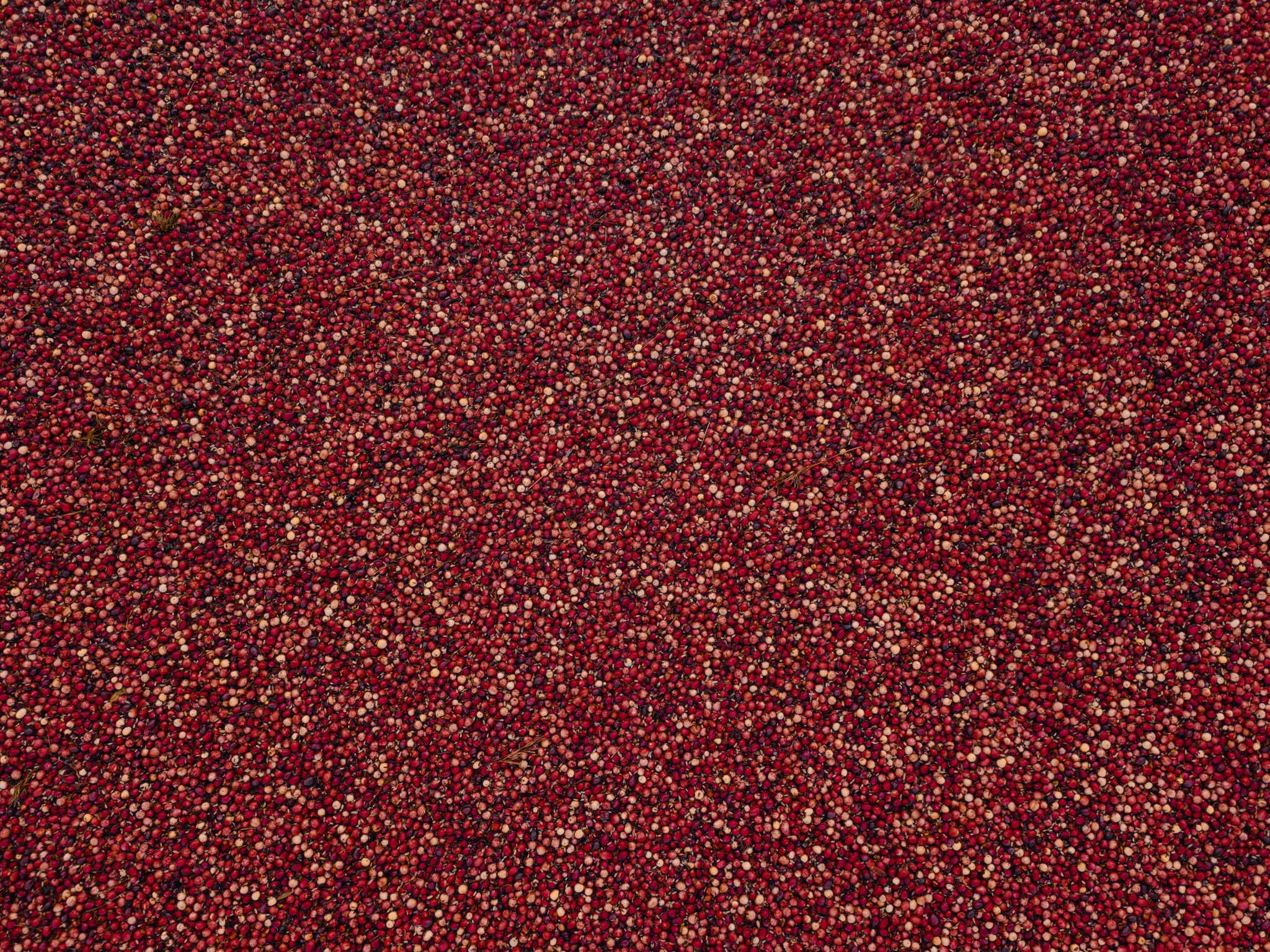 OR171-5.jpg