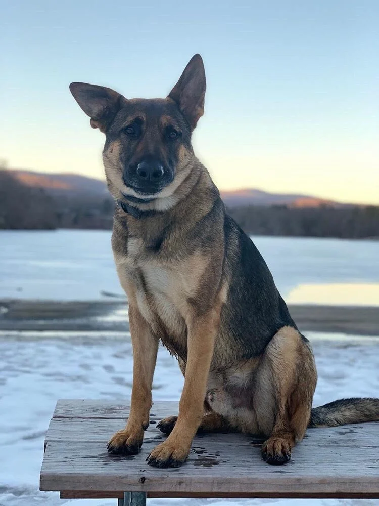 K9 Louie of the New York Police Department, New York - Click to Help K9 Louie
