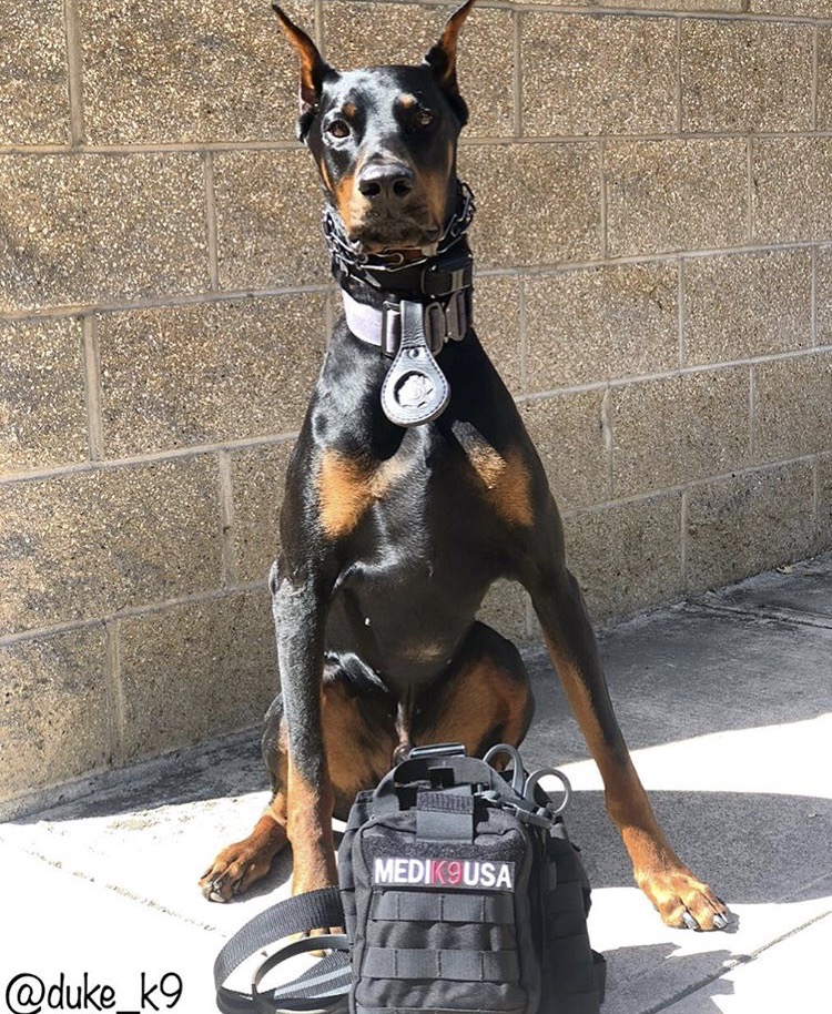 9/18/18 - K9 Duke of the Menlo Park Police Department, Ca