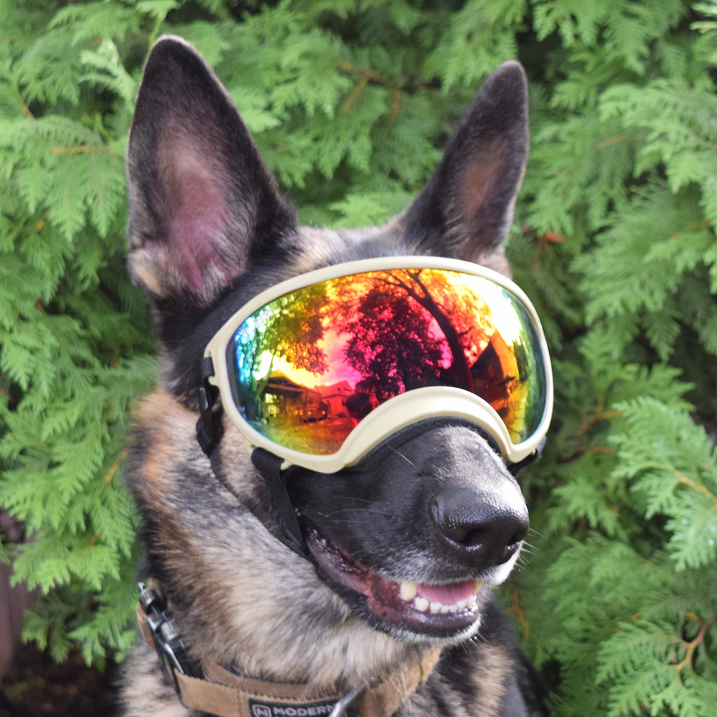 rex specs dog goggles