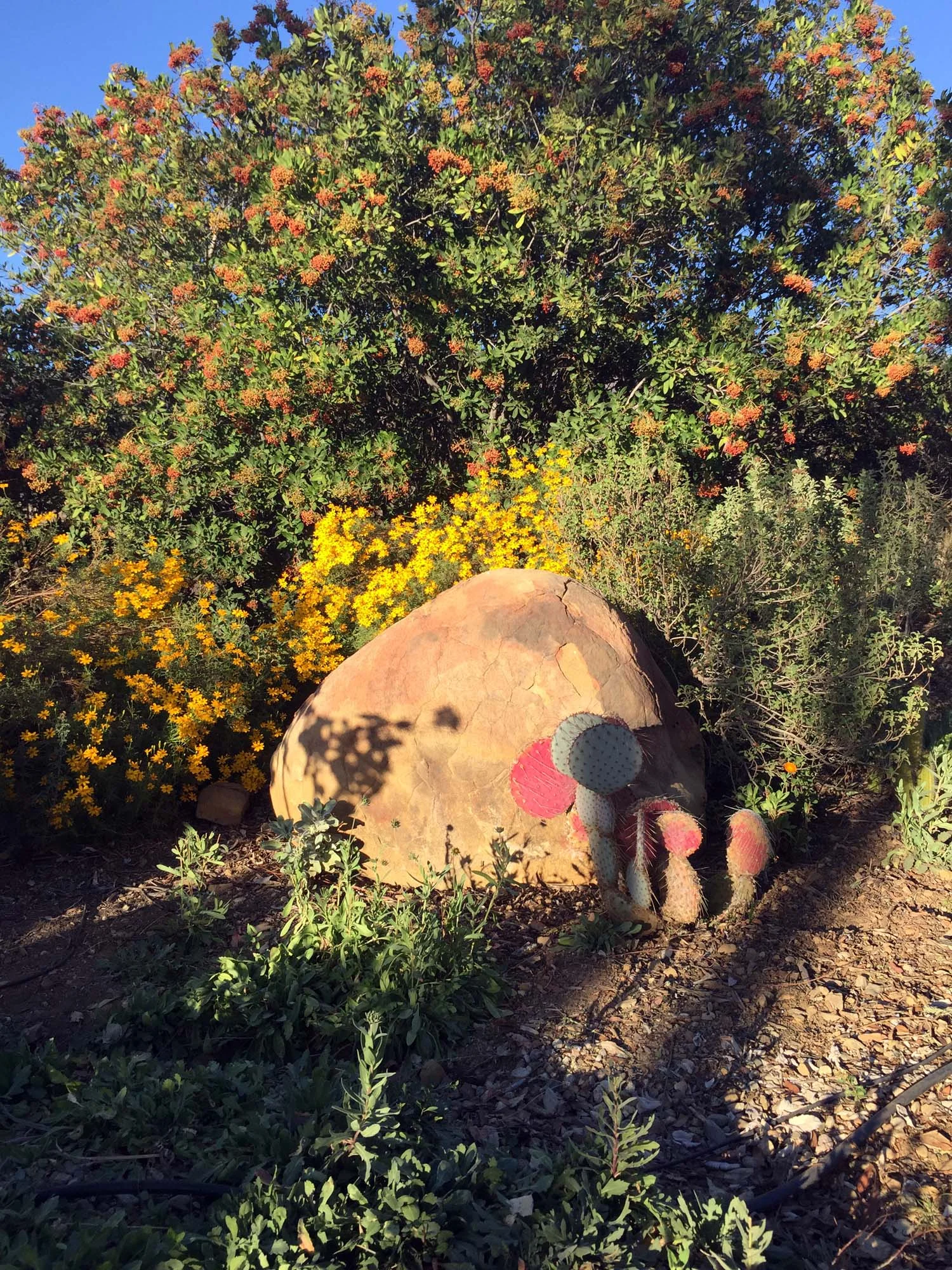 Cactus_rock2.jpg