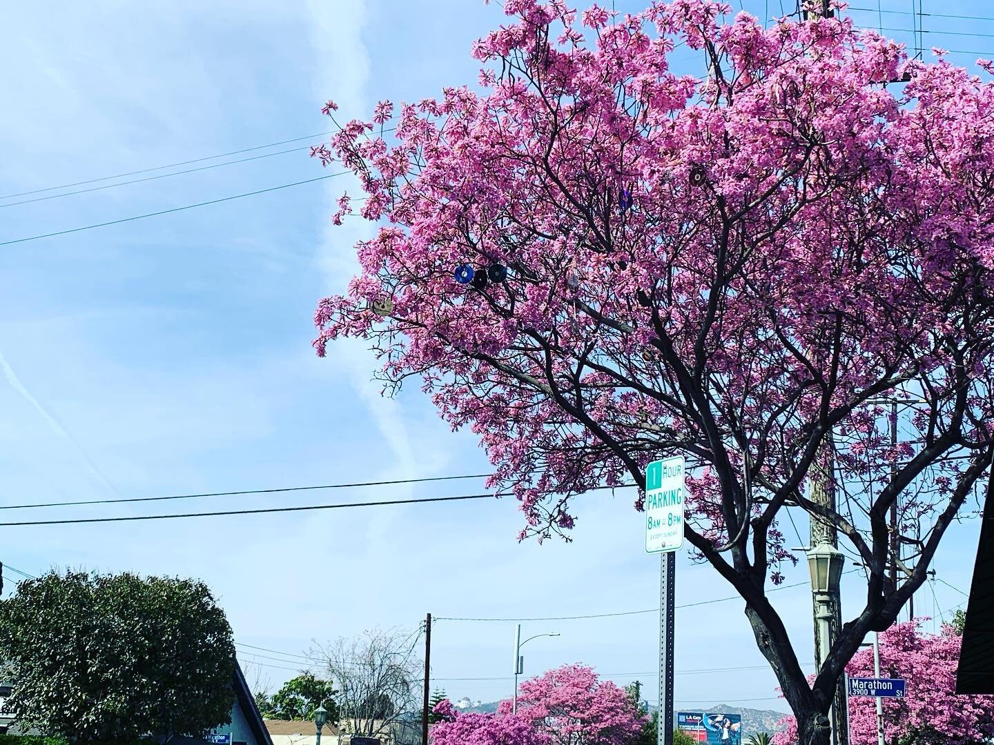 A cold winter day in LA.
🌸
🌸
🌸
🌸
🐿
#sqirl #losangeles #coffee #sunshine #filmmakers #indie #bbf