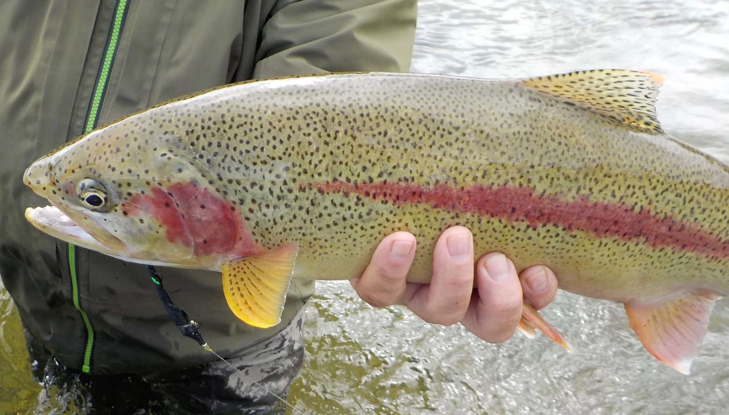 Wild Rainbow Trout