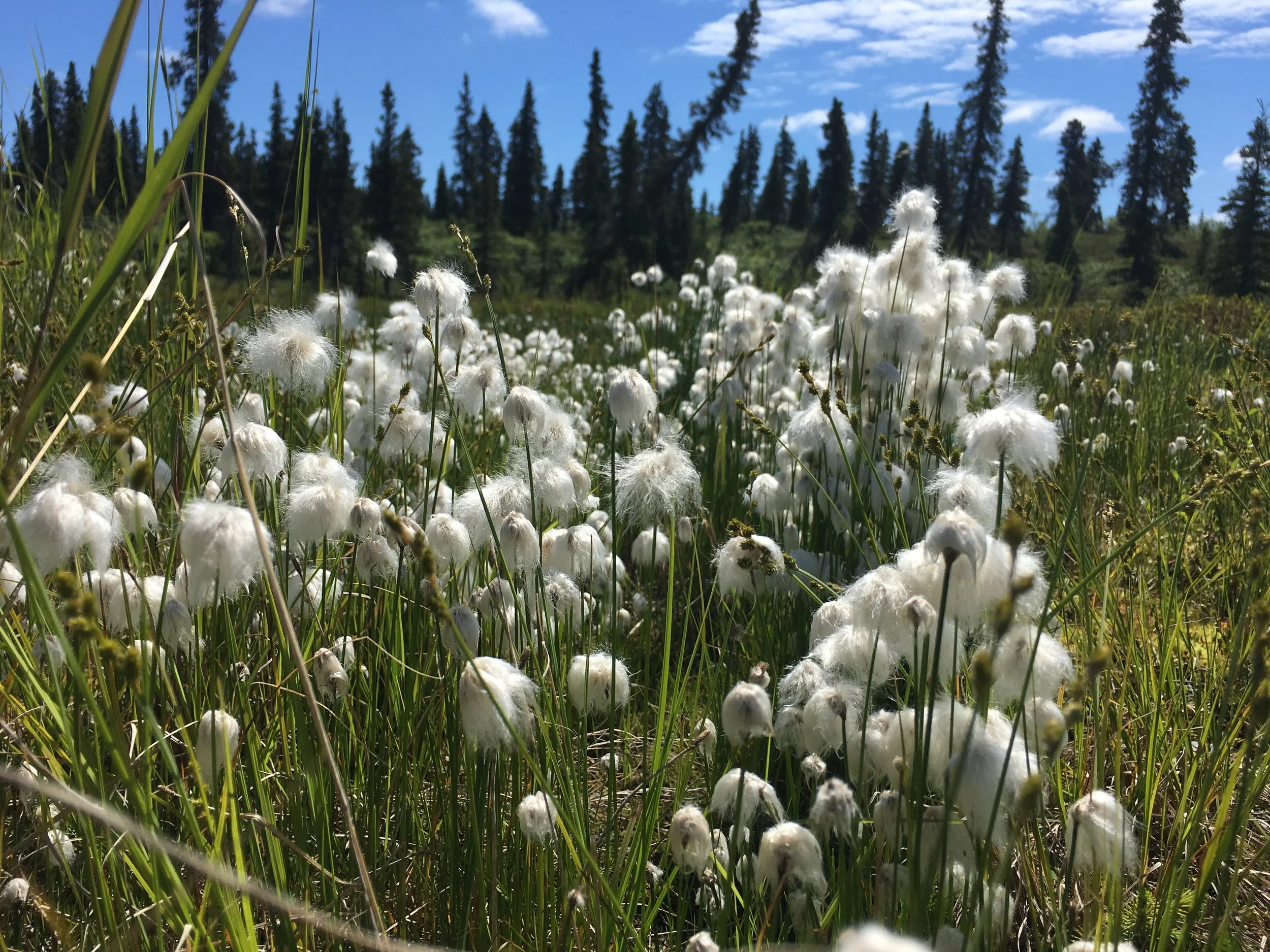 Alaska Cotton, June