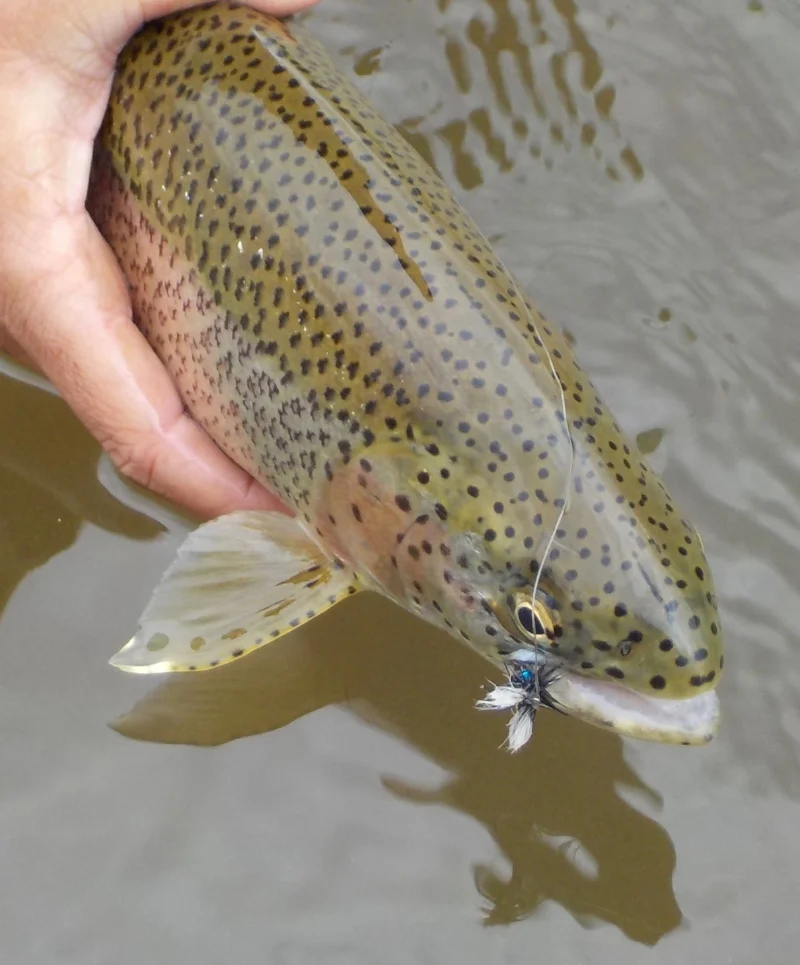 Wild Rainbow Trout
