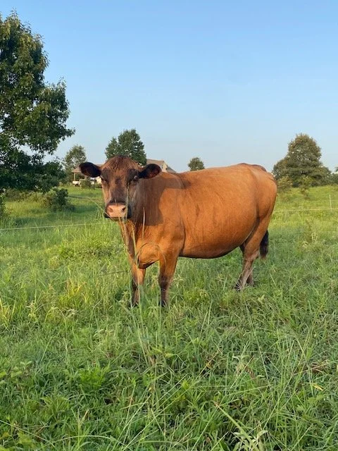good mama cow pic.jpg