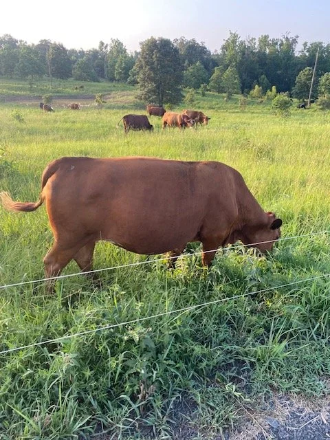 mama cow.jpg
