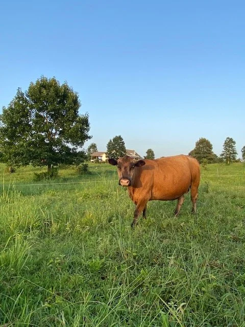 cow pic and house.jpg