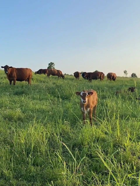 herd pic.jpg