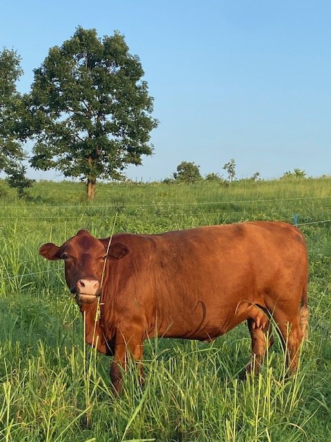 cow profile good .jpg
