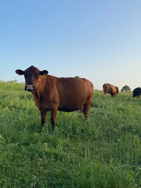 another good cow pic.jpg