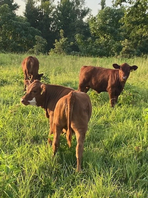 3 calves 1.jpg