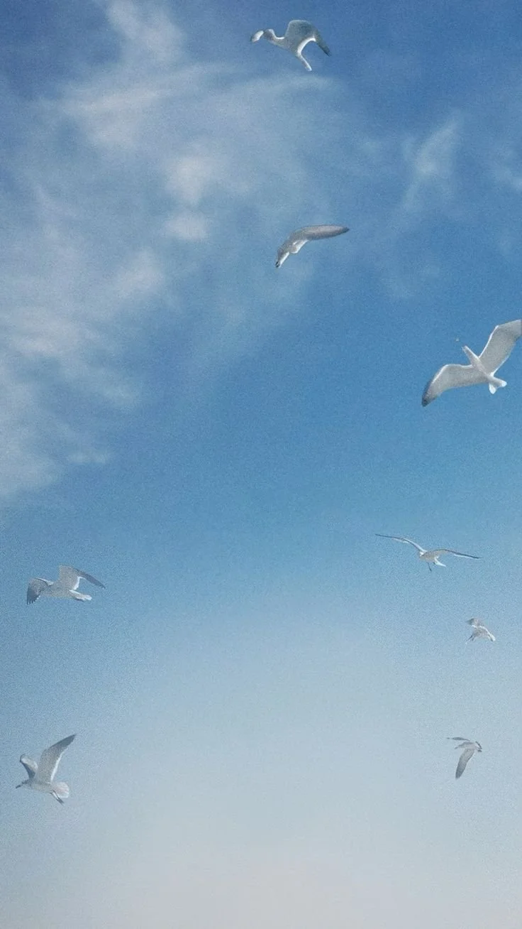 Several seagulls flying in a blue sky with wispy clouds.