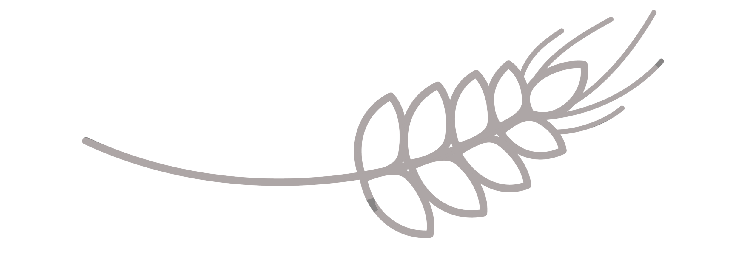 Tulipani