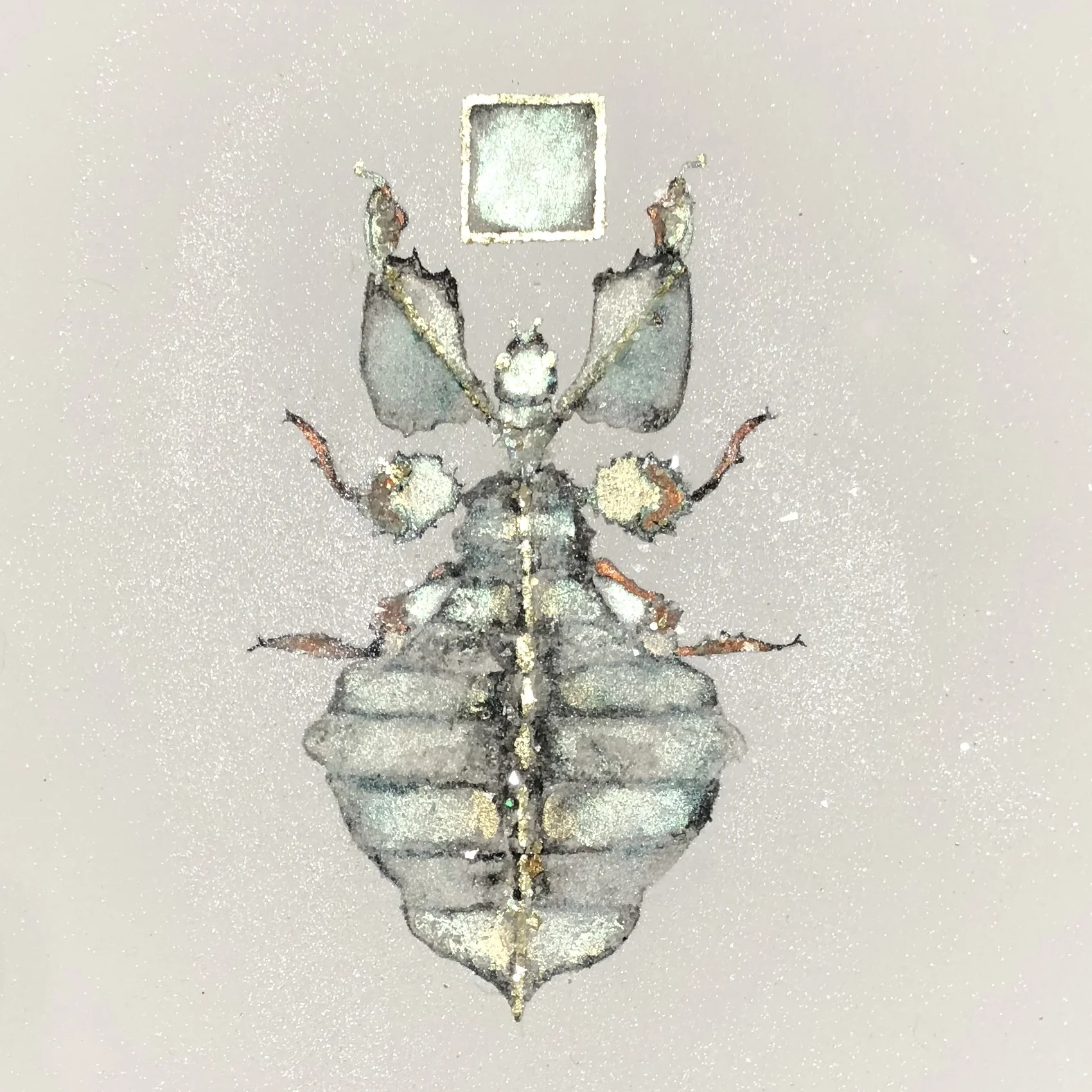 leafinsect.jpg