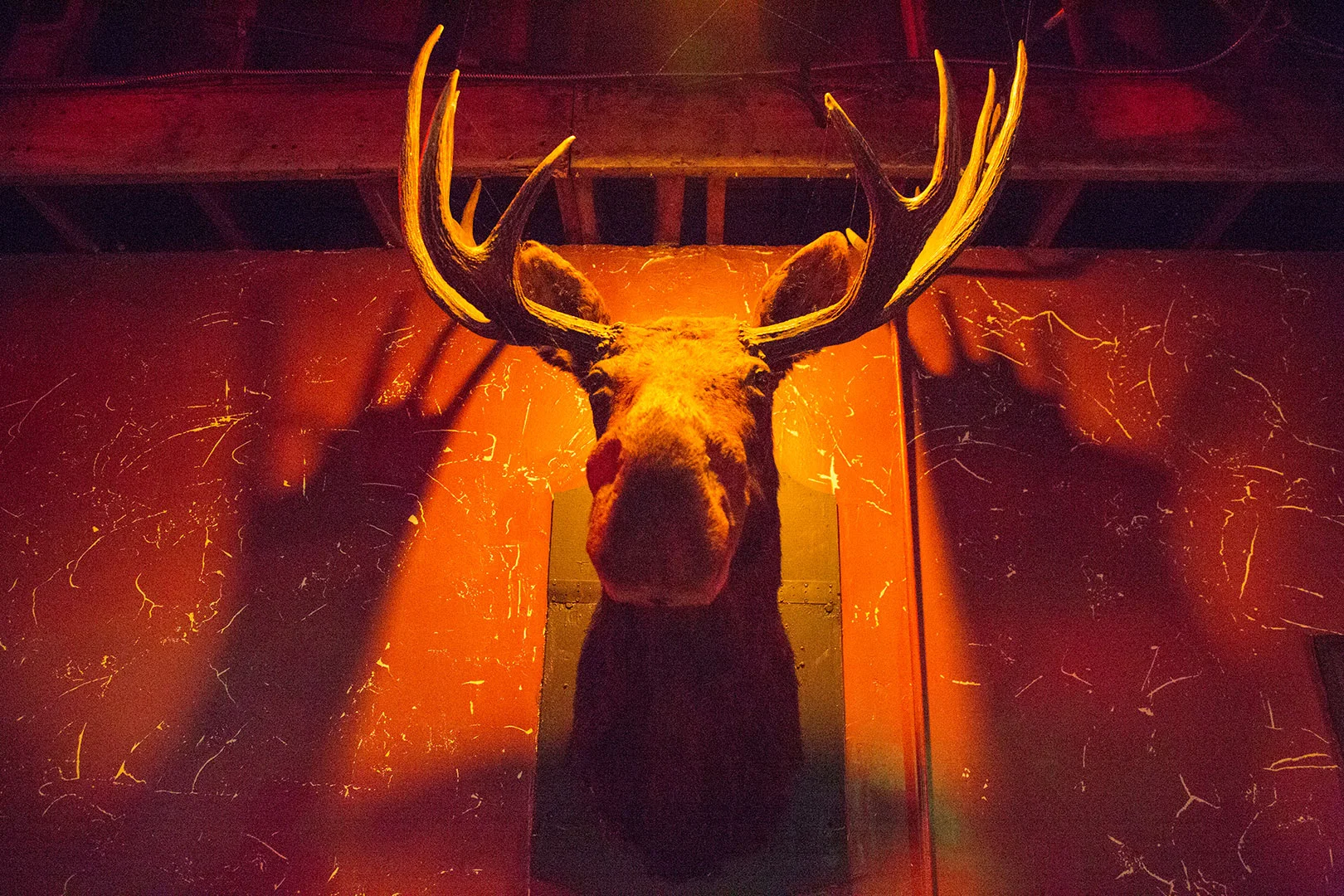 moosehead-moose-lodge-oceanside.jpg